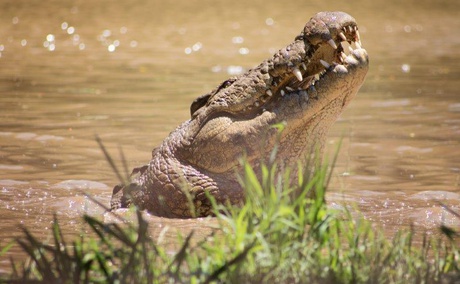 crocworld, 305 guest house, activities, amanzitoti, things to do, conservation 
